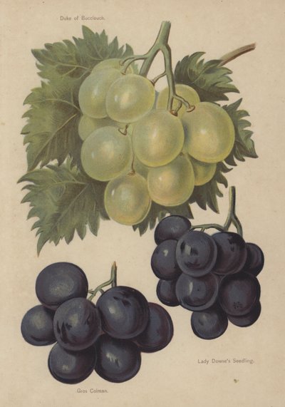 Herzog von Buccleuch, Gros Colman, Lady Downes Sämling von English School